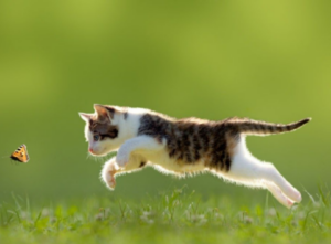 blog image cats cycle of predation