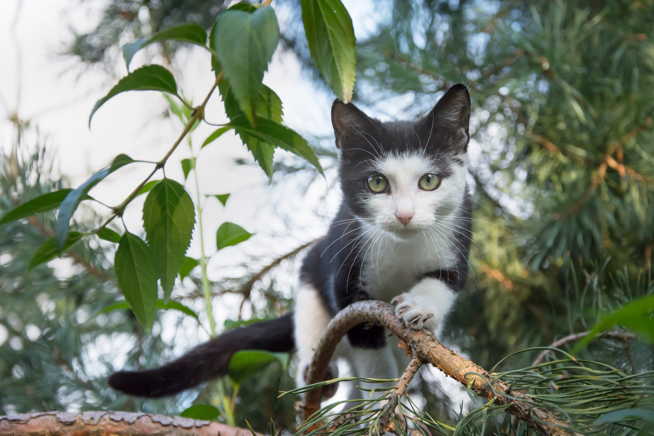 A photo of a cat on the hunt used in the cat behavior help blog post entitled cats and the cycle of predation and the relationship to hunting