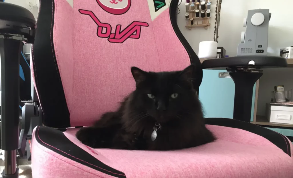 Cat Obsessed With Ridiculous Gamer Chair, cat behavior