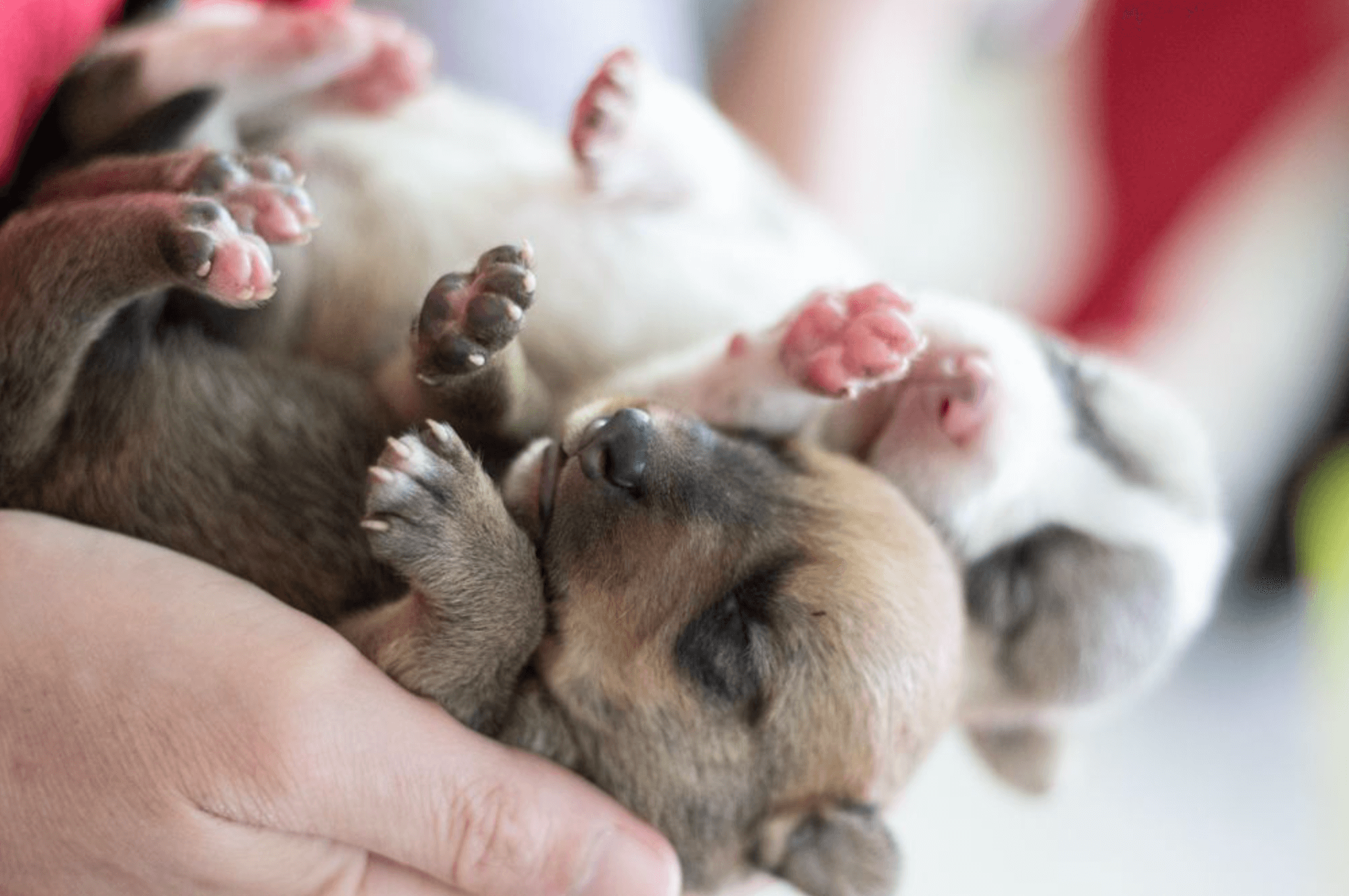 cute puppies from the cat behavior help dogs of chernobyl webinar