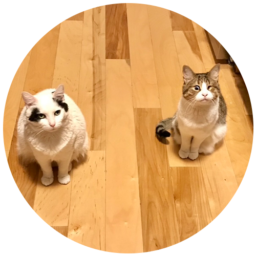 cricket and jenny are stephen quandt's cats and have benefited from his cat behavior help