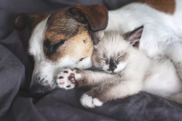 an example of relaxed cat behavior is shown in this image of a jack russell terrier and kitten cuddling