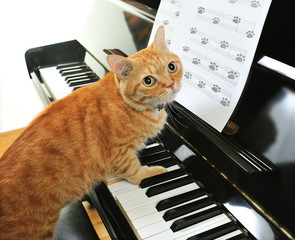 music cat 1