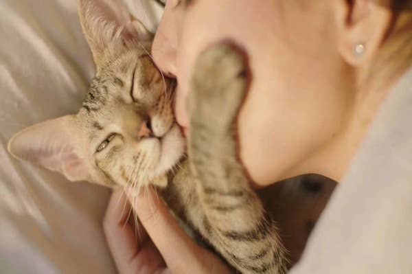 cat kissing min scaled e1685643880956 960x540 1