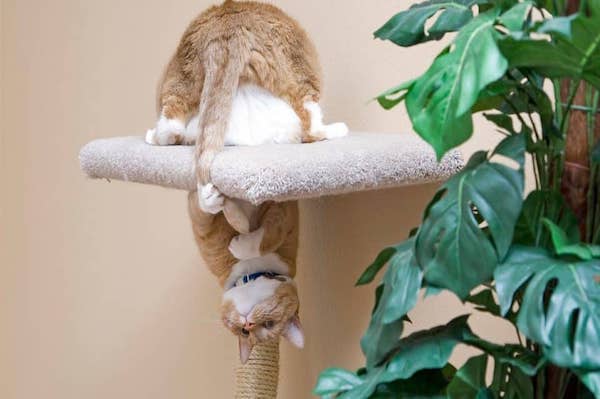 why do cats attack tail cat tree 960x540 1 1