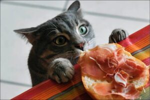 cat eating human food