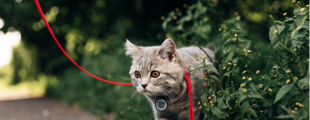 paws on the road