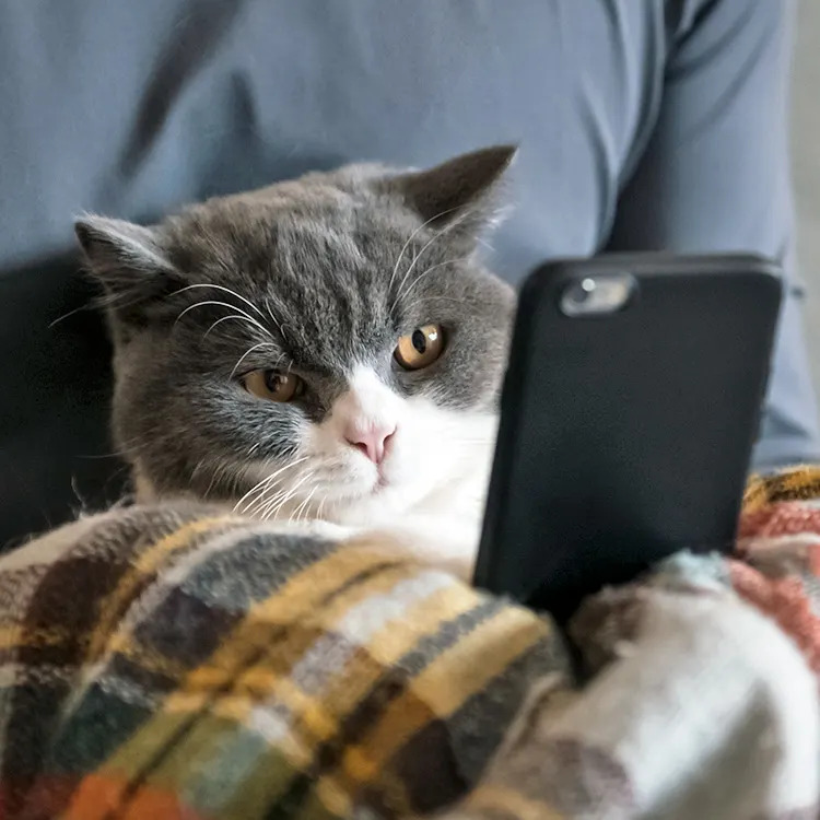 what s Up With Cat Brain Rot Videos