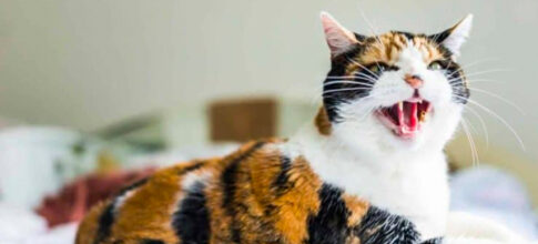 cat hissing photo taken from the cat behavior blog post why do cats hiss